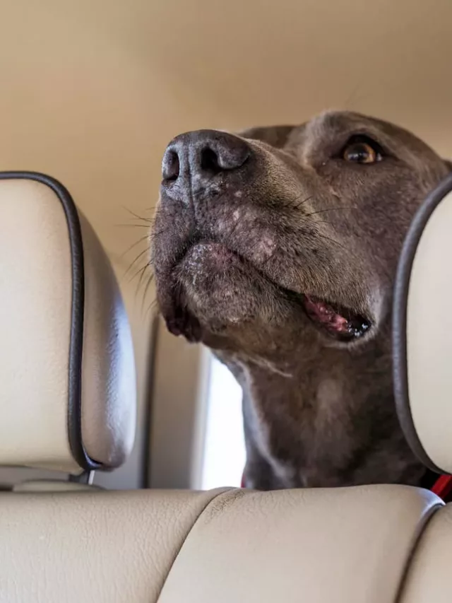 cropped-pet-carro-1.webp