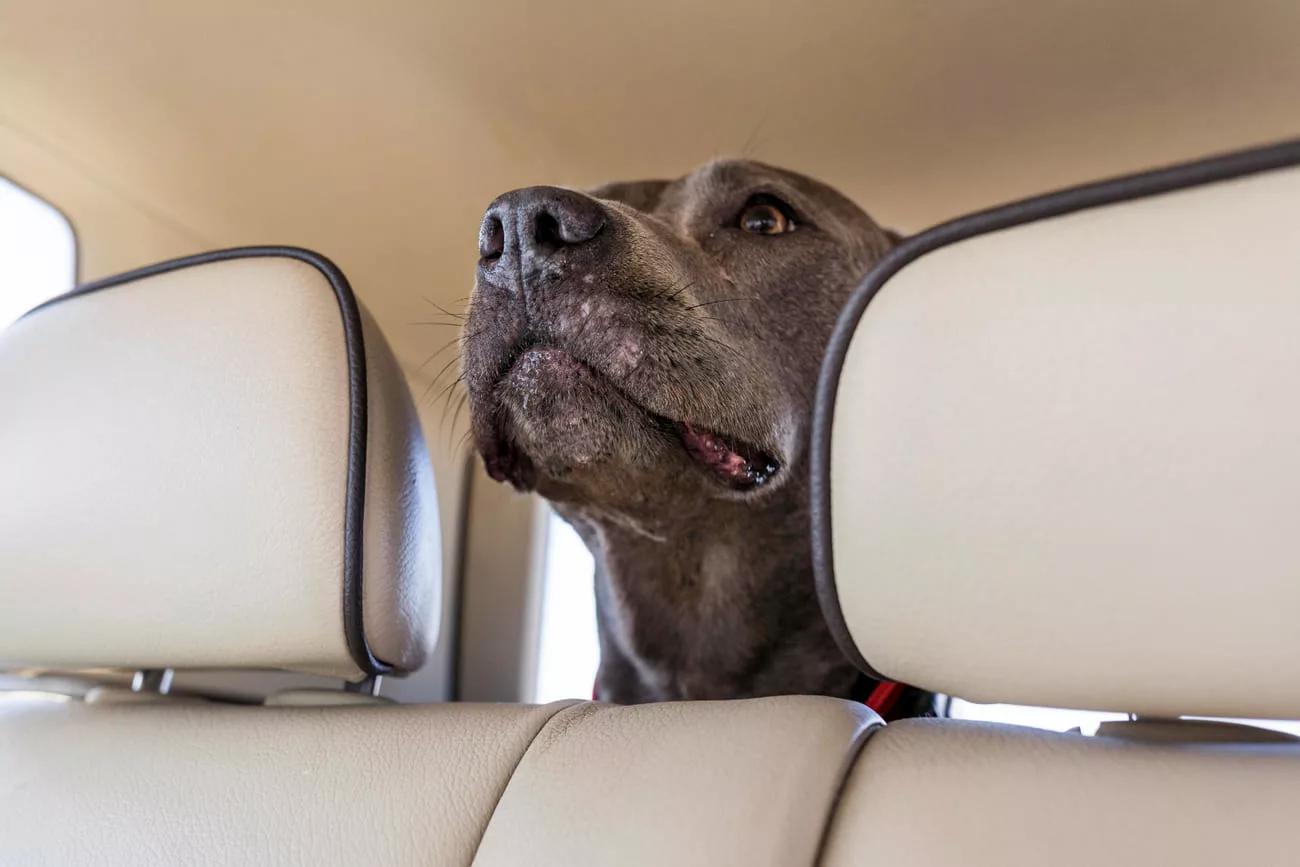 pet carro 1 Deixar pets sozinhos no carro: o risco que pode virar multa pesada